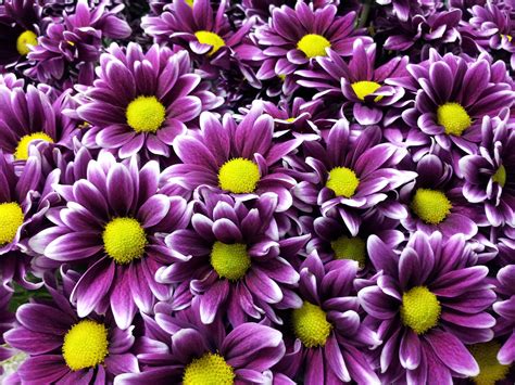 ORINOCO Pompon-Daisy. Purple power! | Purple daisy, Lavender flowers ...