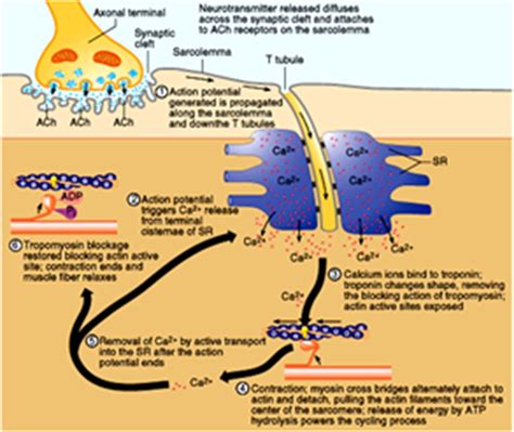 Steps Of Muscle Contraction Diagram