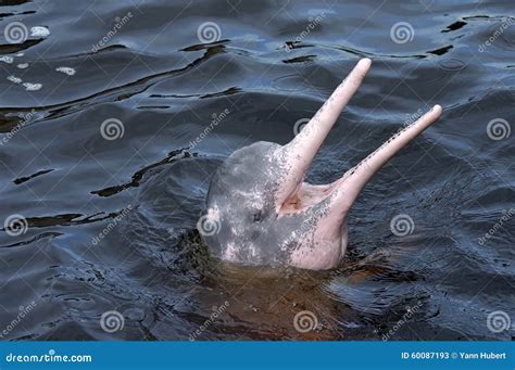 AMAZONIAN DOLPHIN (boto) stock image. Image of tropical - 60087193