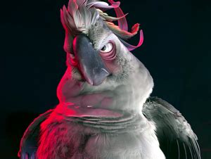 Sulphur-crested Cockatoo | Rio Wiki | FANDOM powered by Wikia