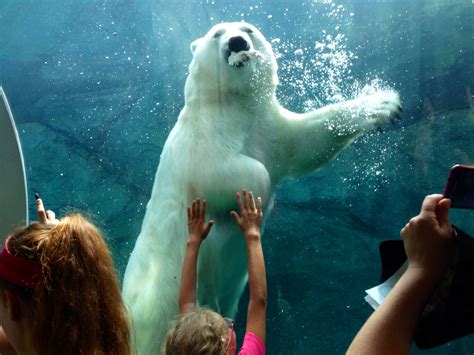 Winnipeg Zoo ️ | Zoo, Animals, Polar bear