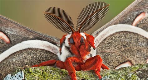 Meet the Cecropia Moth, the Largest Moth in North America