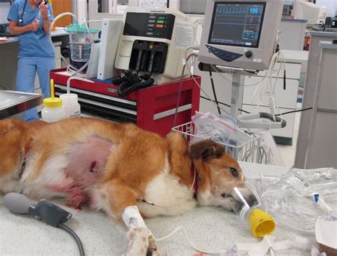 Image: Emergency trauma patient, dog - MSD Veterinary Manual