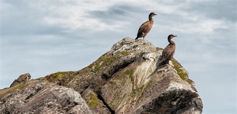 Wildlife in the Outer Hebrides - Outer Hebrides