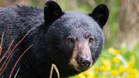 Here's Where You Can See The Real 'Cocaine Bear' On Display