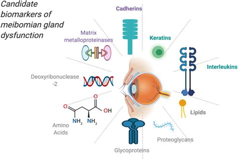 Meibomian Gland Diagram