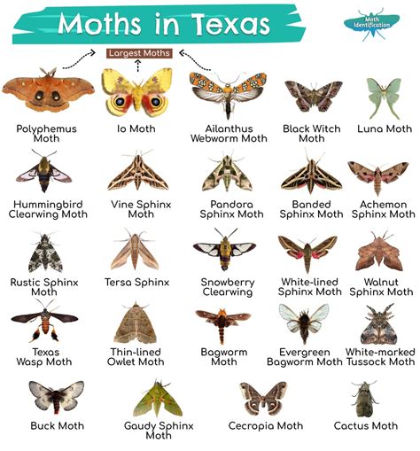 Types of Moths in Texas