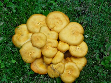 NE ohio identification, possible gymnopilus sp. - Mushroom Hunting and ...