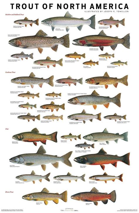 Use These Charts to Confidently ID Trout & Salmon Species | Salmon ...