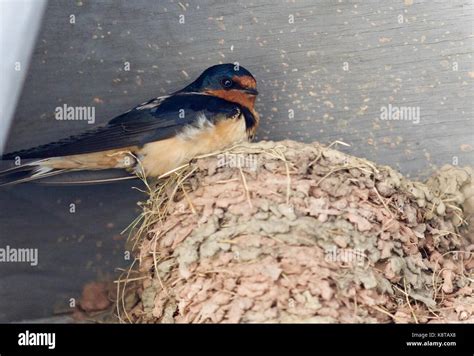 Swift Bird Nest High Resolution Stock Photography and Images - Alamy