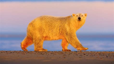 Polar Bears: The Crazy Science Behind Their Black Skin and Transparent ...