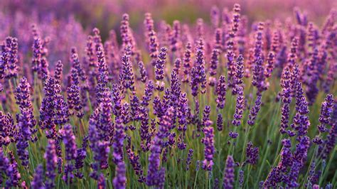 Lavender Laptop Wallpapers - Wallpaper Cave