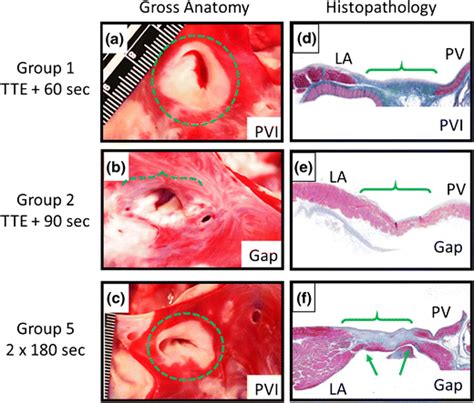 Gross anatomy and histology. a–c Gross anatomy evaluation of durable ...