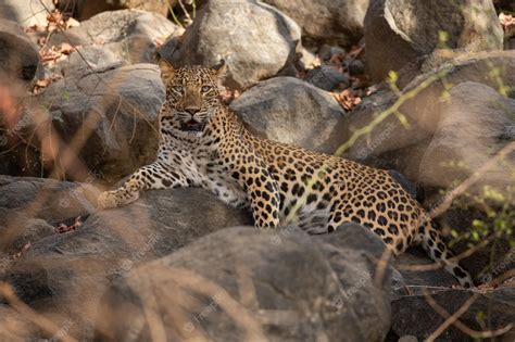 Premium Photo | Indian leopard in its natural habitat