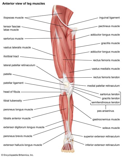 Leg | Definition, Bones, Muscles, & Facts | Britannica