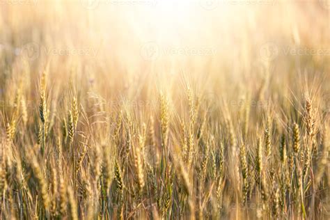 Wheat field background. 17565031 Stock Photo at Vecteezy