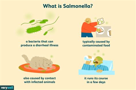 How to Prevent Salmonella