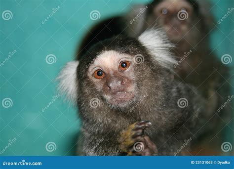 Marmoset stock image. Image of common, hair, primate - 23131063