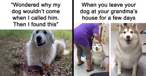 50 Memes That Dog Owners May Find Humorously Relatable | Bored Panda