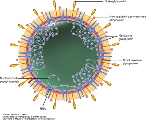 AccessMedicine's Image of the Week: Virion Structure of a Coronavirus ...