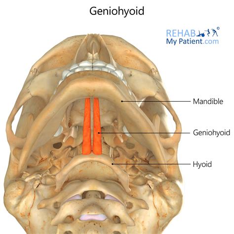 Geniohyoid (chin) | Rehab My Patient