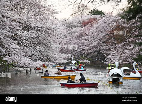 Families on boating lake at Inokashira Park celebrating arrival of ...