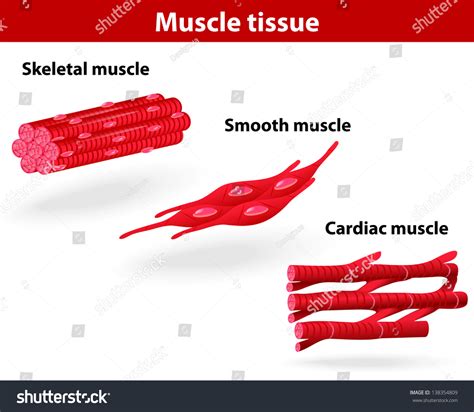 Types Muscle Tissue Skeletal Muscle Smooth Stock Illustration 138354809 ...