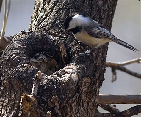 The Chickadee Nest: Chickadee Nesting Habits - Daily Birder