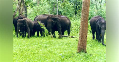 Explore Wildlife Sanctuaries In Coorg | LBB, Bangalore