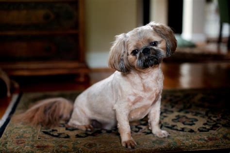 Pugapoo (Pug & Poodle Mix): Info, Pictures, Characteristics & Facts ...