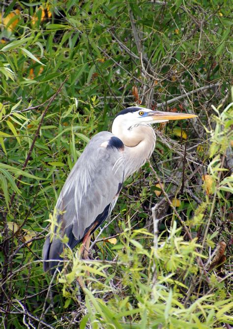 Birds of the Everglades : Southern Florida | Visions of Travel