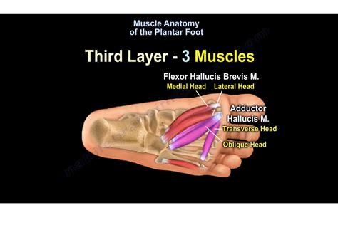 Anatomy Of Musckes Sndctendons Muscles Of The Foot Dorsal Plantar ...