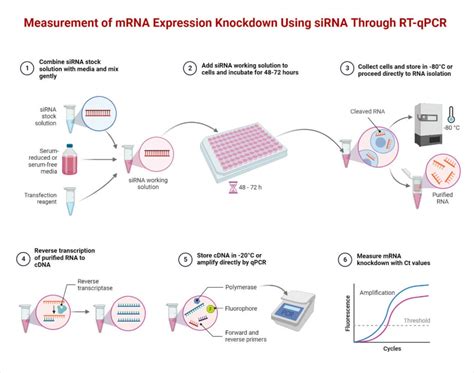 RT-PCR: Definition, Principle, Enzymes, Types, Steps, Uses