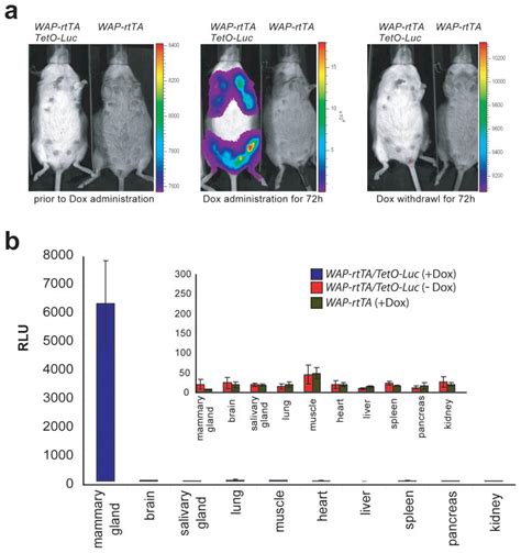 Longitudinal analysis of mammogenesis using a novel tetracycline ...