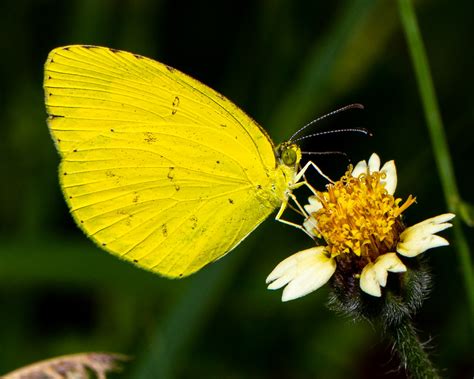 A common grass yellow butterfly | Species eurema hecabe heca… | Flickr