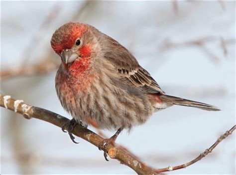 Red Finch - A-Z Animals