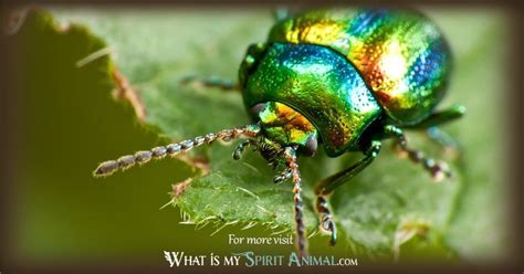 Scarab Beetle Symbolism | Meaning / scarab Beetle Spirit, Totem ...