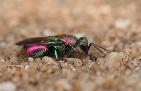 Cuckoo Wasp l Remarkable Habit - Our Breathing Planet