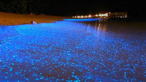 SEA of stars (Bioluminescent Beach) in the Maldives with Video