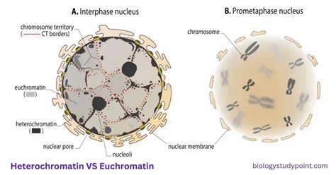 Heterochromatin VS Euchromatin | Definition, Types, Function