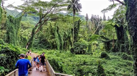 Manoa Best Waterfall Hikes in Oahu - Flavorverse