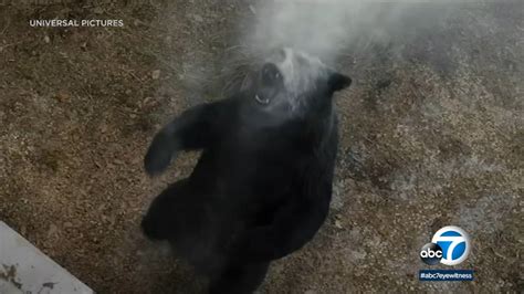 'Cocaine Bear' offers mix of dark comedy, action, horror in story based ...