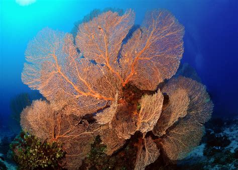 Maldives Coral Reef: how we save it | Constance Hotels Blog