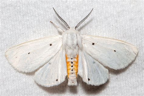 Maryland Biodiversity Project - Virginian Tiger Moth (Spilosoma virginica)