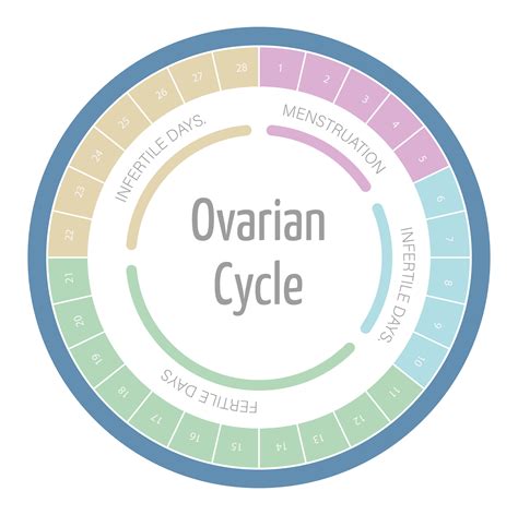 Fertility calculator and chances of getting pregnant according to your ...