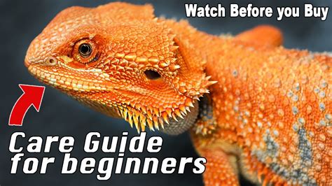 Bearded Dragon Care Made Simple! - YouTube