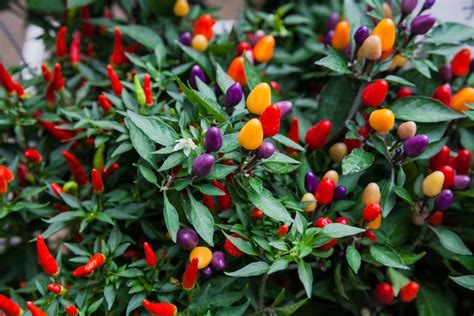 Piment ornemental comestible : plantation, soins et variétés