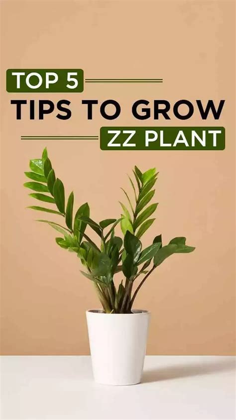 Top 5 Tips To Grow ZZ Plant : ZZ Plant Benefits