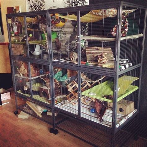 5822c631b417177cff9306080b53ae45.jpg 750×750 pixels | Ferret cage, Rat ...