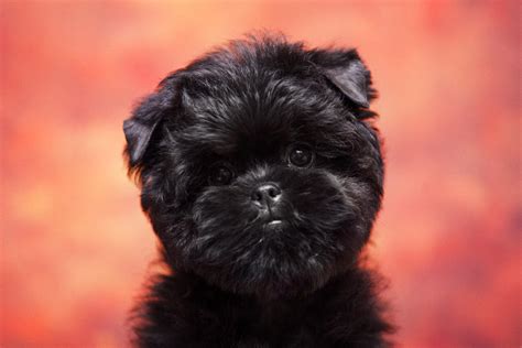 Affenpinscher – The Ewok Dog – Dogs